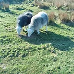 Cragg House Farm Alojamento de Acomodação e Pequeno-almoço 3*